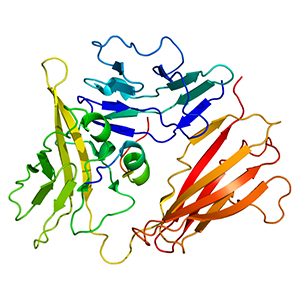 Interleukin 1 receptor, type I (IL1R1) 